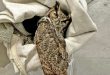 Injured owl rescued at Barefoot, receiving treatment for broken legs